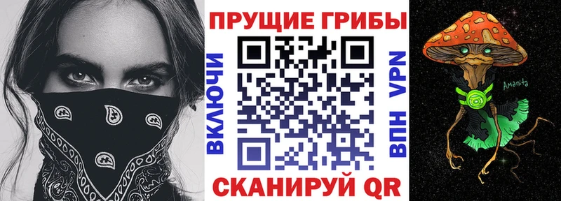 маркетплейс как зайти  где продают   Боготол  Галлюциногенные грибы Psilocybe 